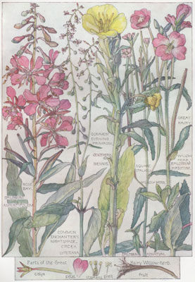 Rose Bay, Common Evening Primrose, Common Enchanter's Nightshade, Square-stalked Willow-herb, Great Hairy Willow-herb